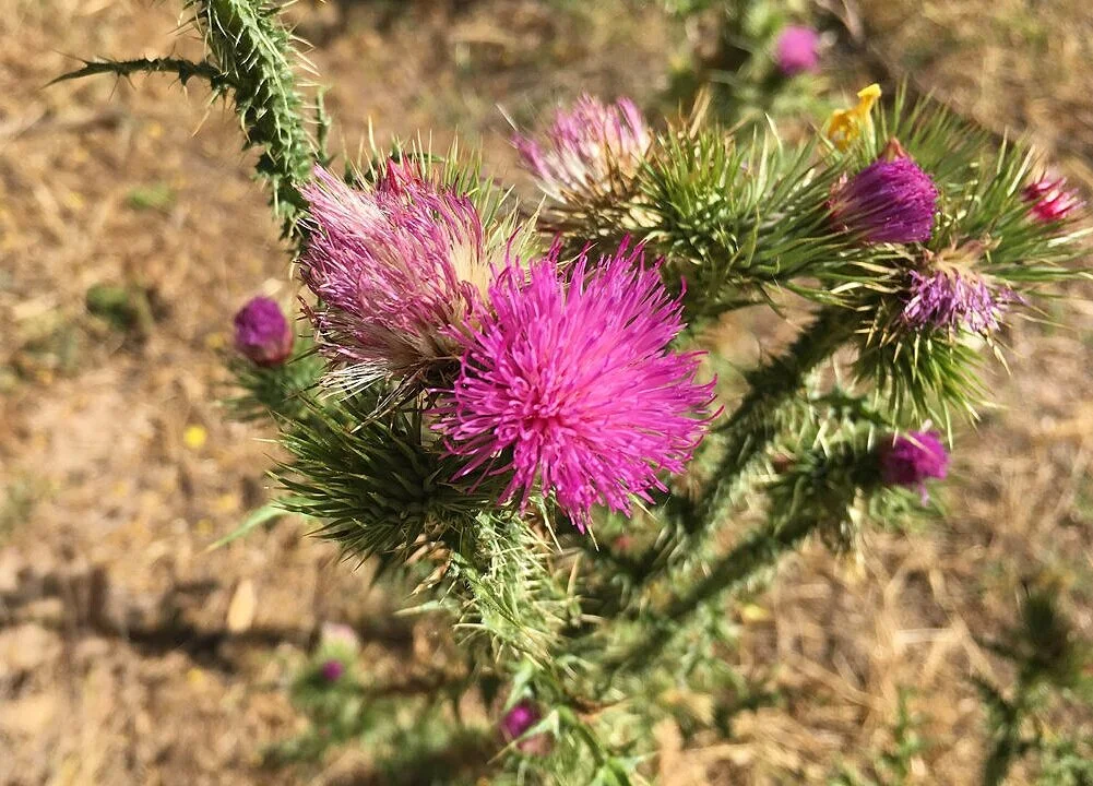 Online Seminar: Einführung in die Compassion Focused Therapy (CFT)