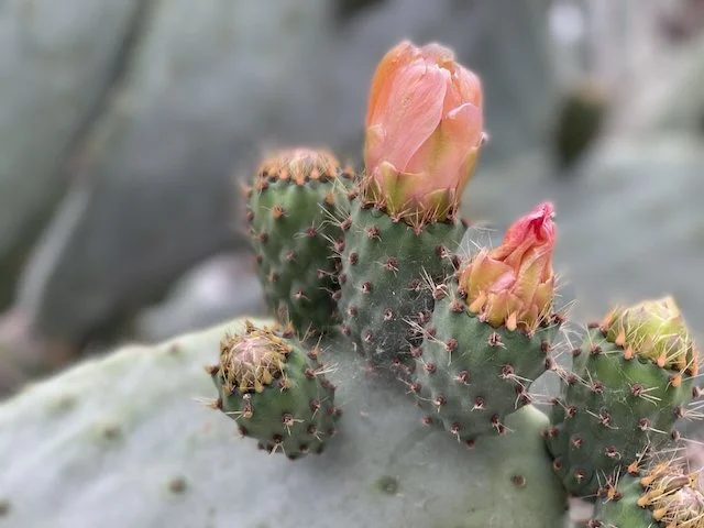 ACT-Fokus Hier und Jetzt: How I wish I was here.