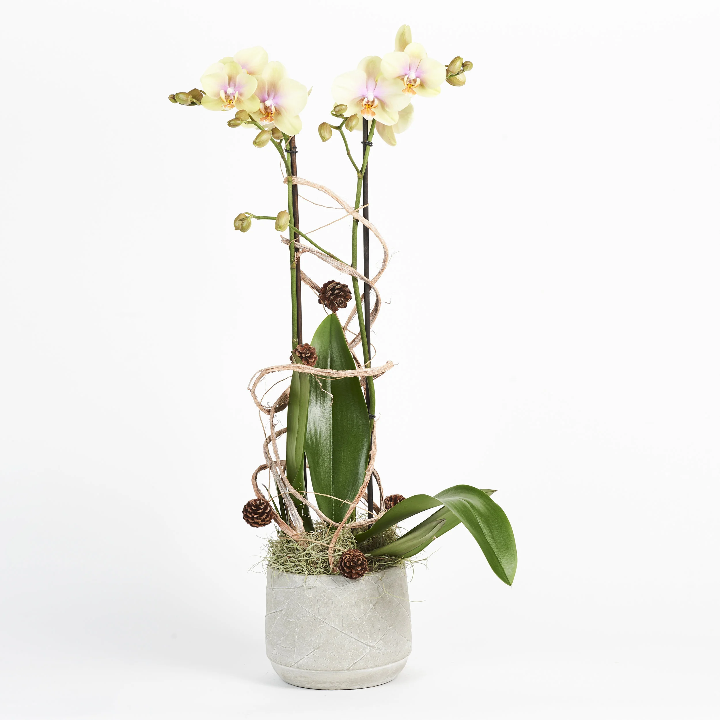 Phalenopsis Yellow