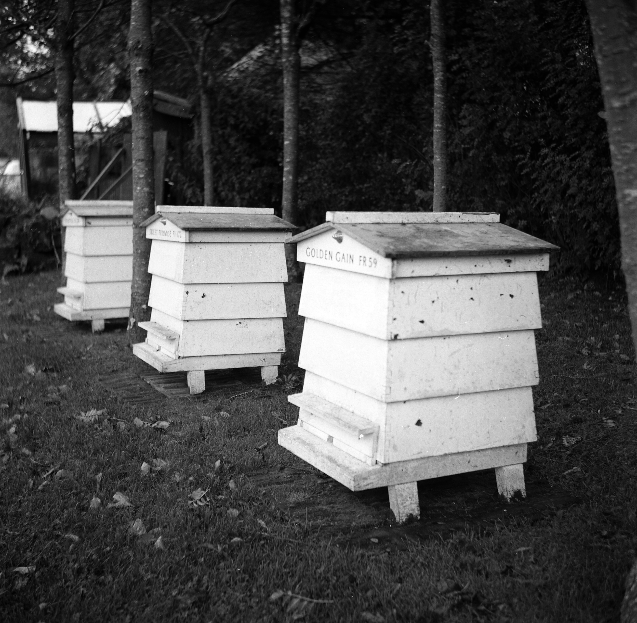 bee_hives.jpg