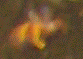 bee.gif