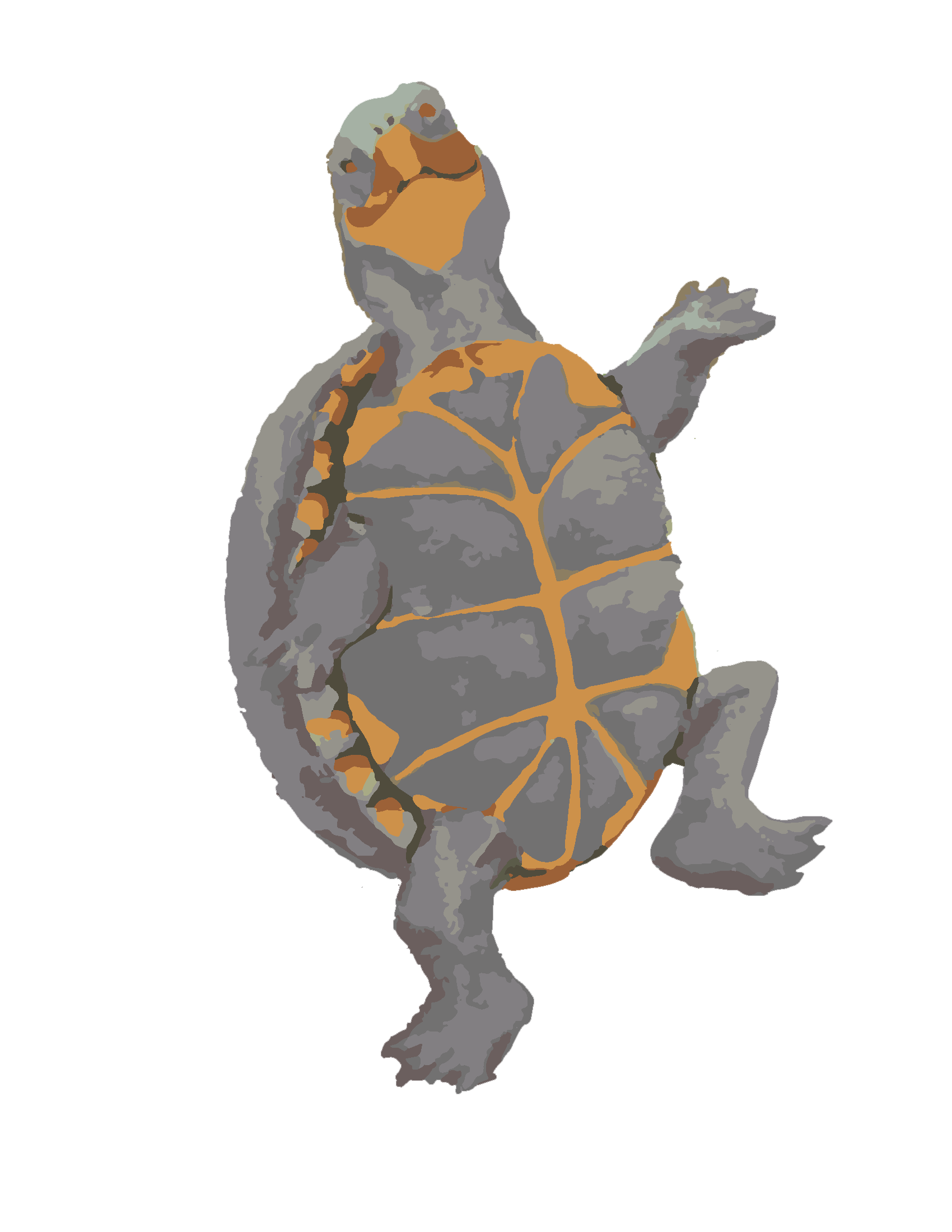 turtle.png