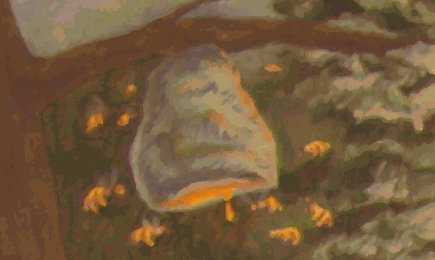 bees1.png