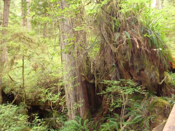 Rainforest.jpeg