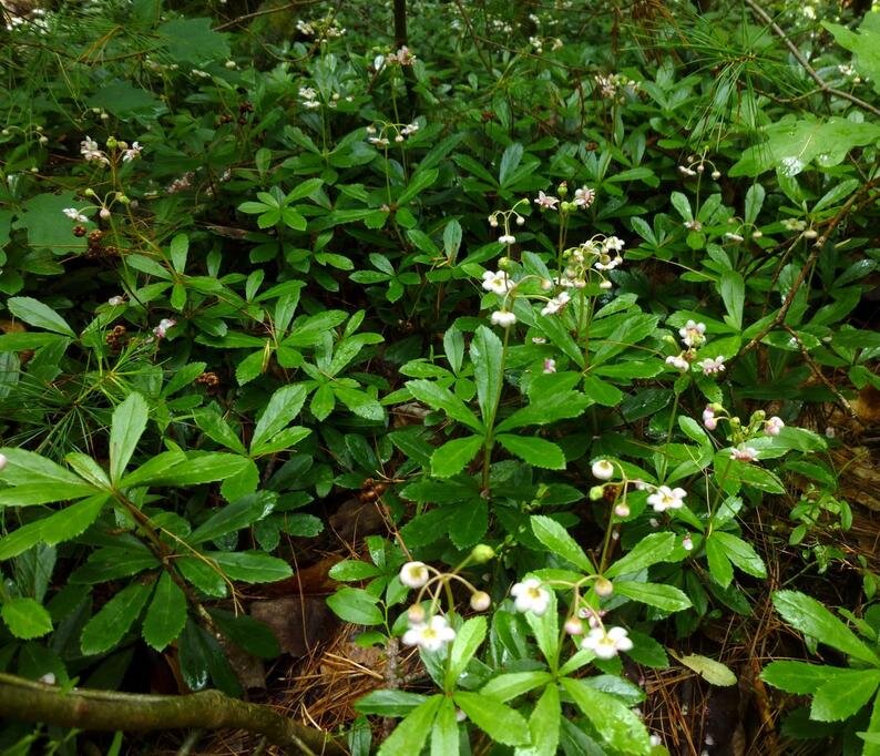 Pipsissewa