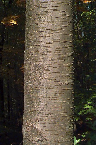 Black Birch