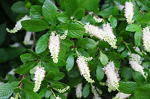 Sweet Pepperbush