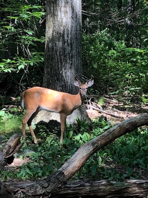 Dotsy and I still laugh about when we saw this big big deer in the woods and we looked at eachother, we yelled and we flew back to the house. No thought of standing there and watching. Tragic. (Copy)