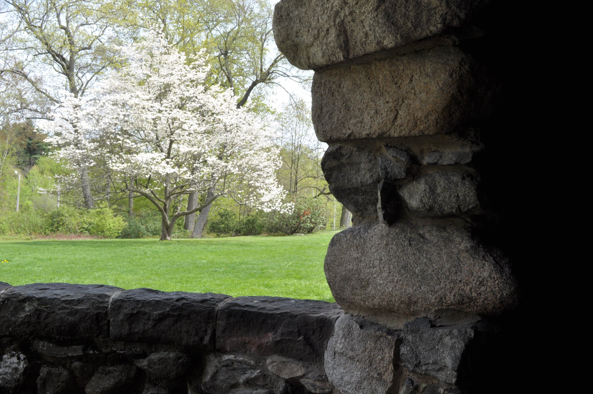 Blooming dogwood from Stonehurst arch jpeg.jpg