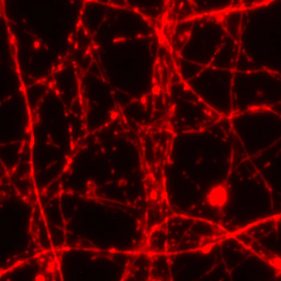 tubulin connections copy.jpg