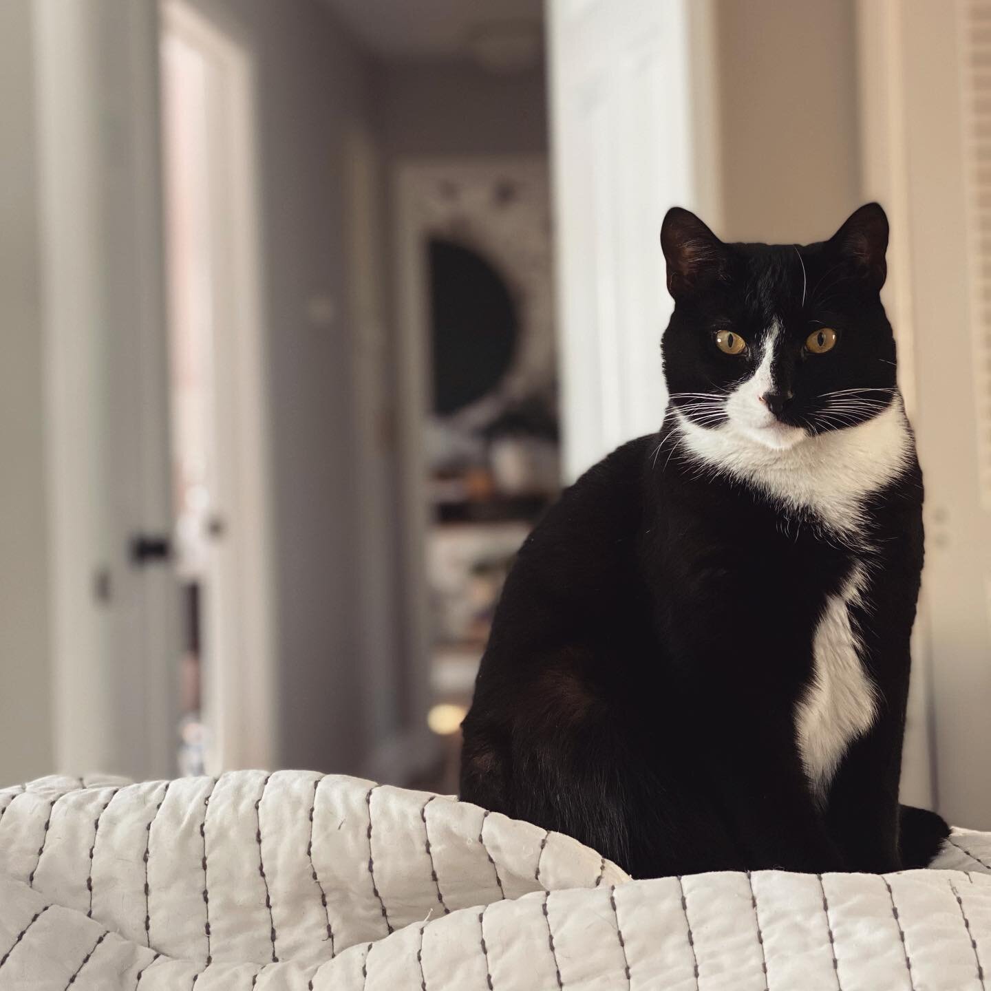 The &ldquo;get out of bed and feed me&rdquo; stare. 
#lazysunday #catsofinstagram #tuxedocatsofinstagram #felixthecat