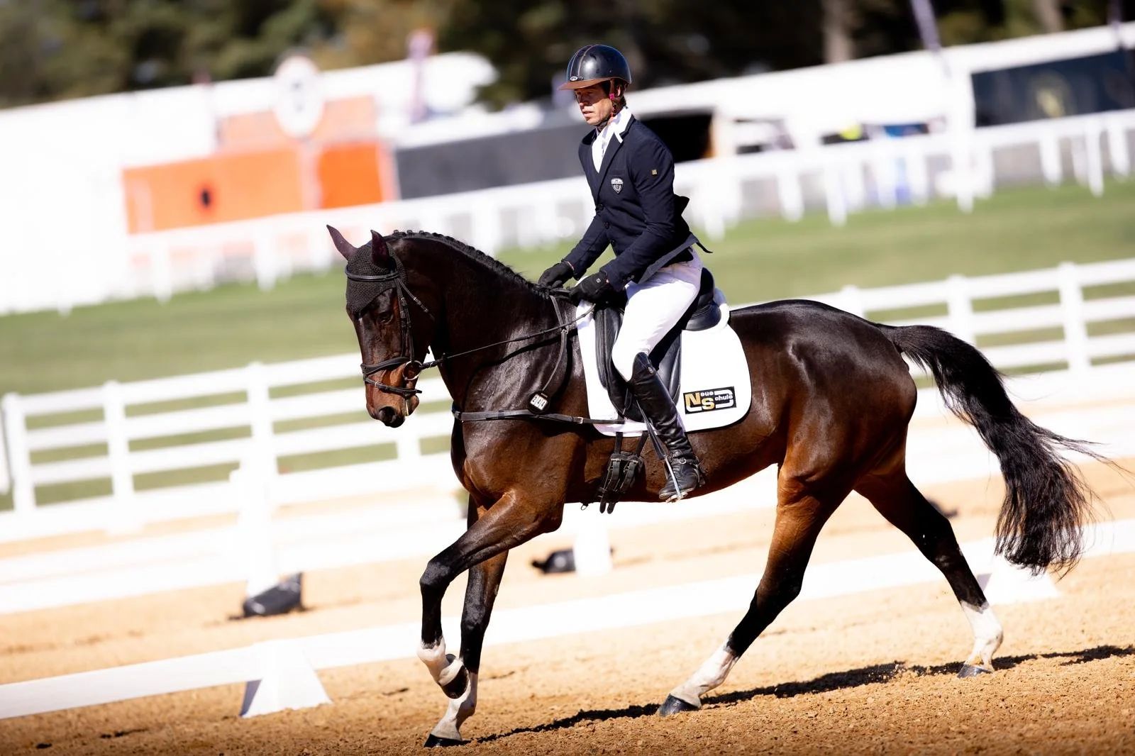 HSH Winston 2025 Young Event Horse 5YO CH PC Tidbits Media 2.jpg