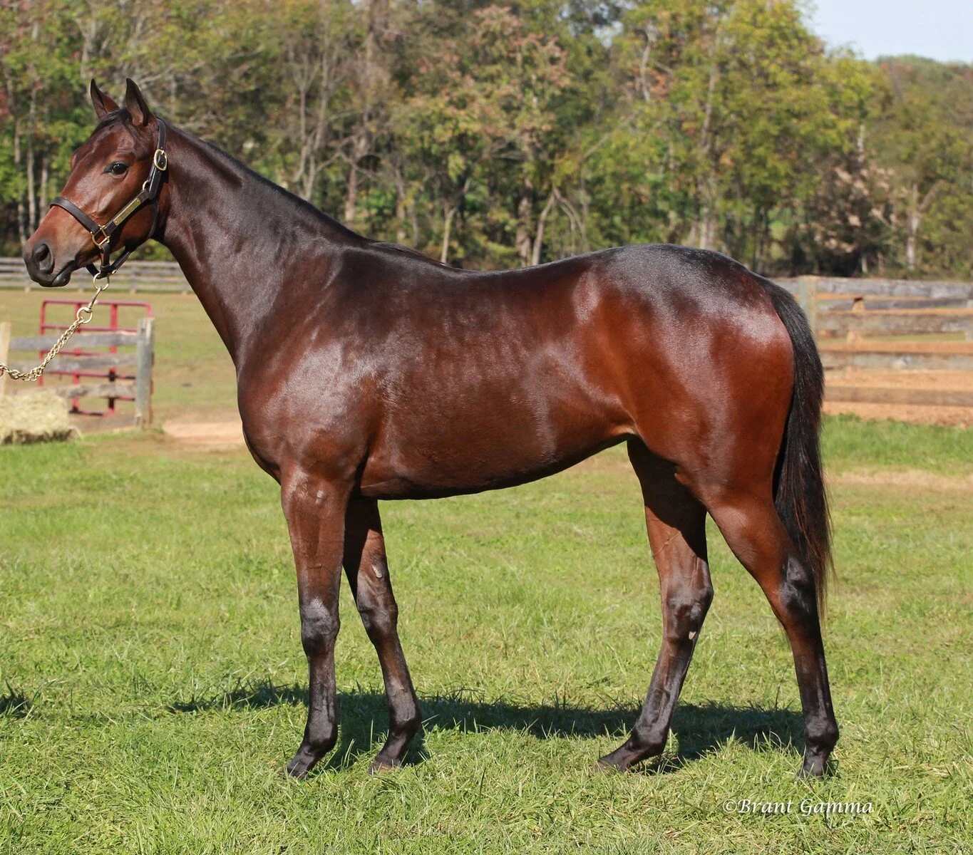 3YO filly by proud citizen