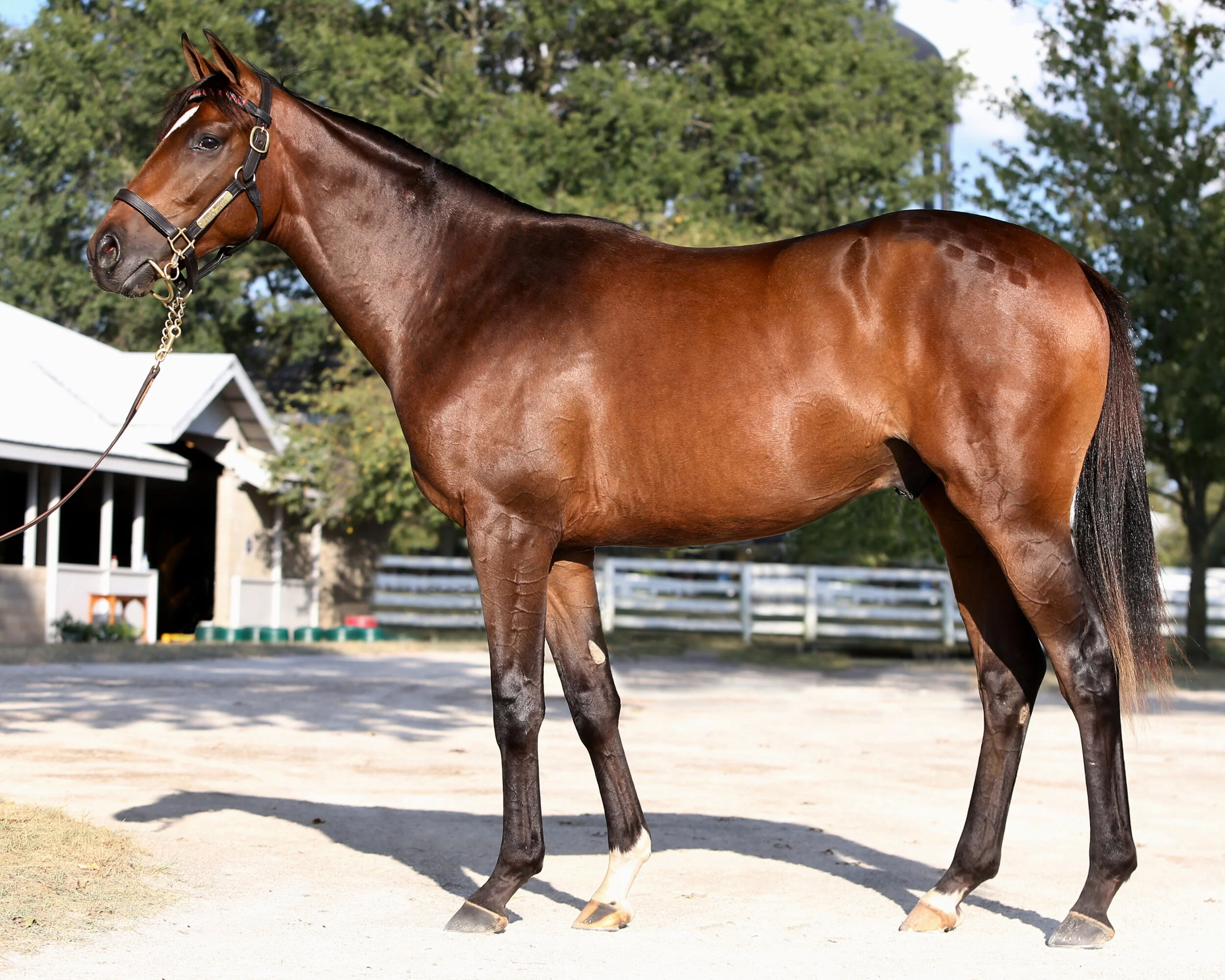 YEARLING COLT BY noble mission (gb)