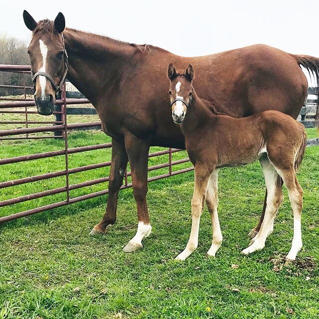 Foal Alert from Blue Stone Farm🔹! Check out this beautiful Practical Joke🎭🤹 filly by Michele The Great🥇.