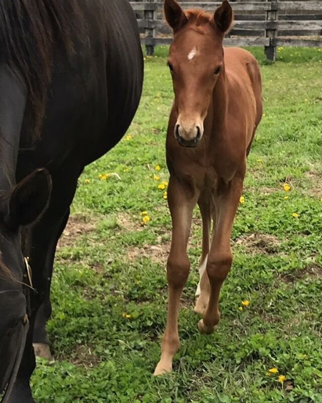 Nehantic Kat🐱 and her English Channel🇬🇧🌊 filly at Blue Stone Farm 🔹