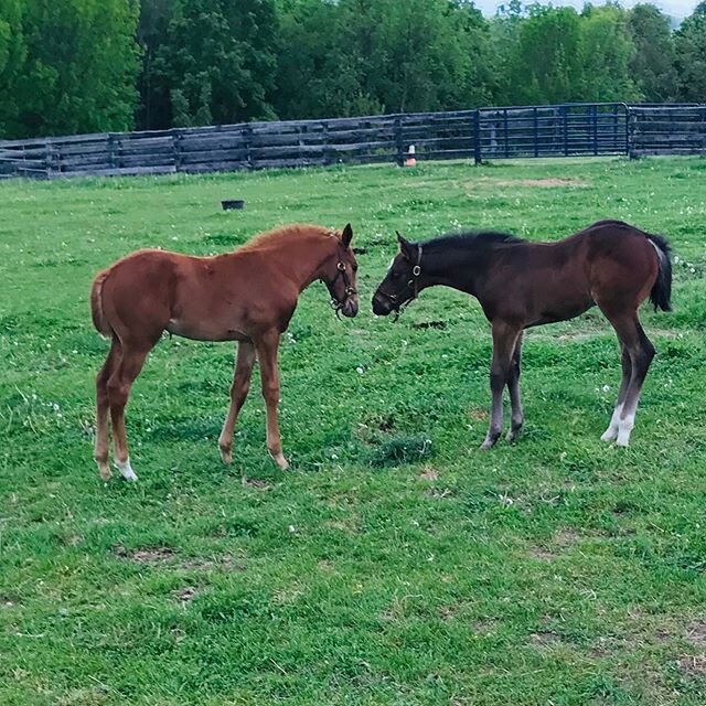 🔹Caption Contest🔹
What are the English Channel filly (left) and Union Jackson colt (right) talking about out in the field. GO!