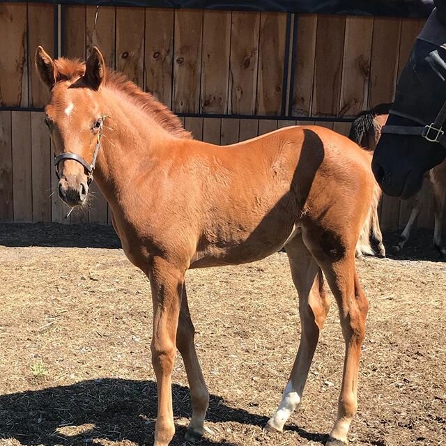 English Channel filly getting some ☀️ at Blue Stone Farm🔹.