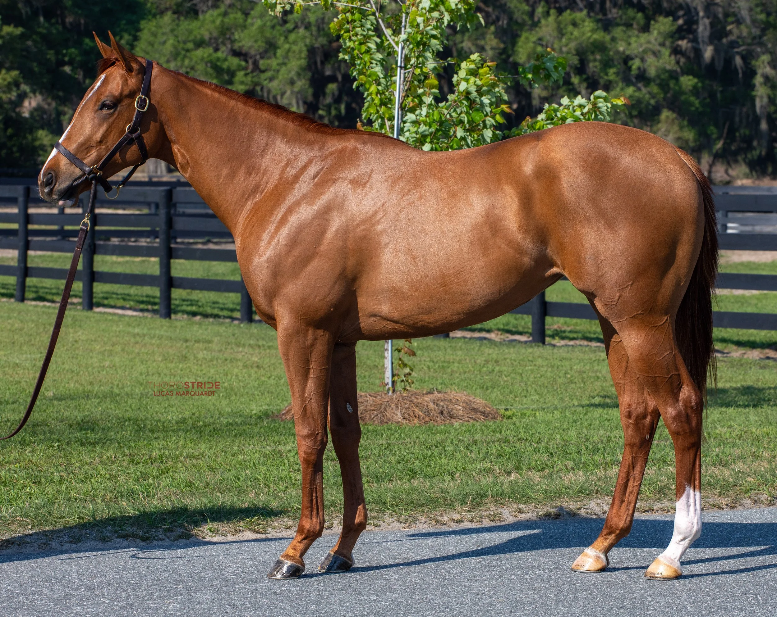 A Closer Look at the OBS Sale