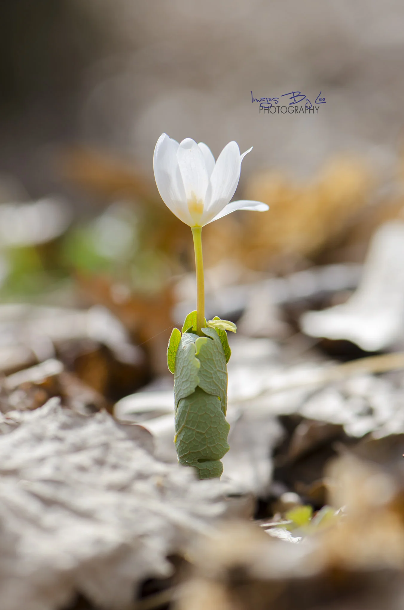 LisaBloodroot1 FB.jpg