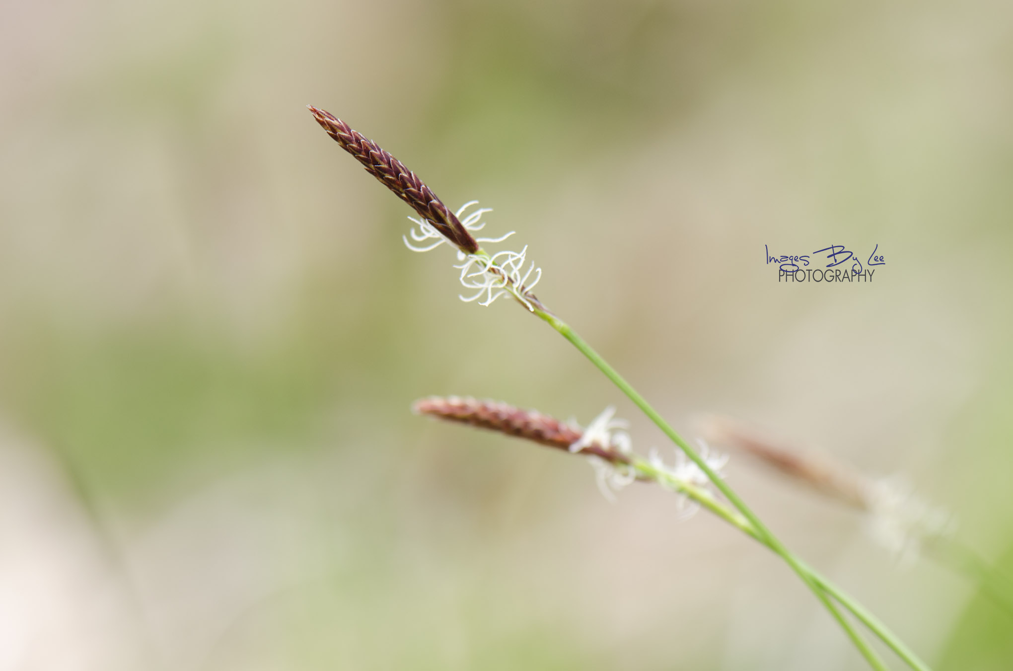 LisaBabyGrass FB.jpg