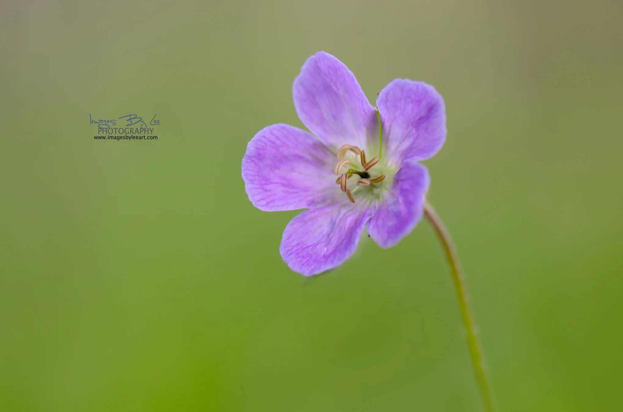 flower fb.jpg