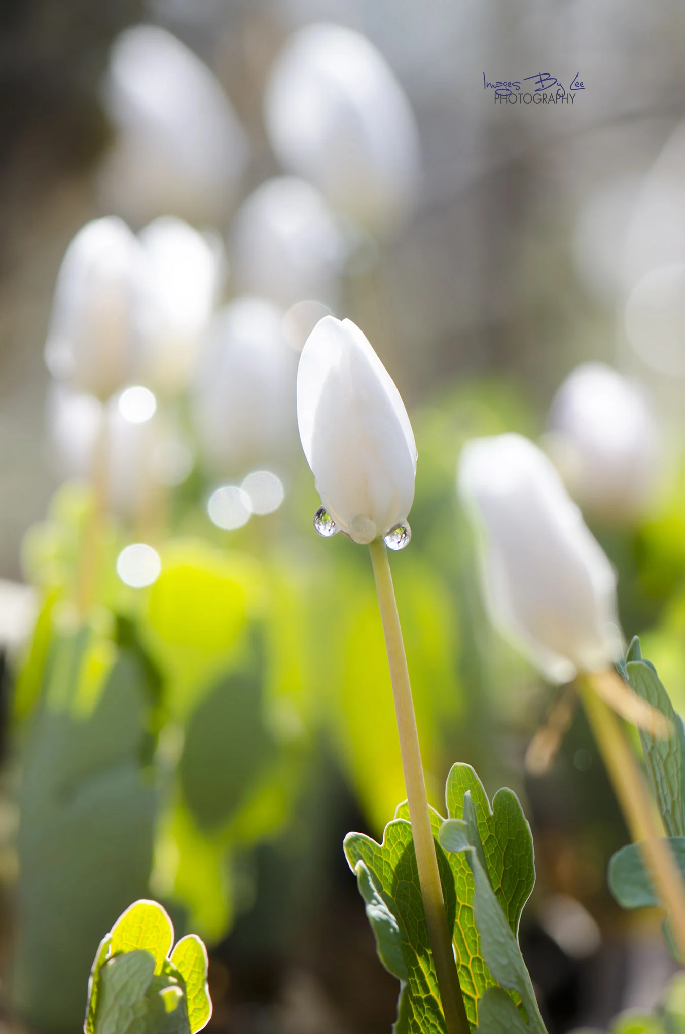 LisaBloodroot2 FB.jpg