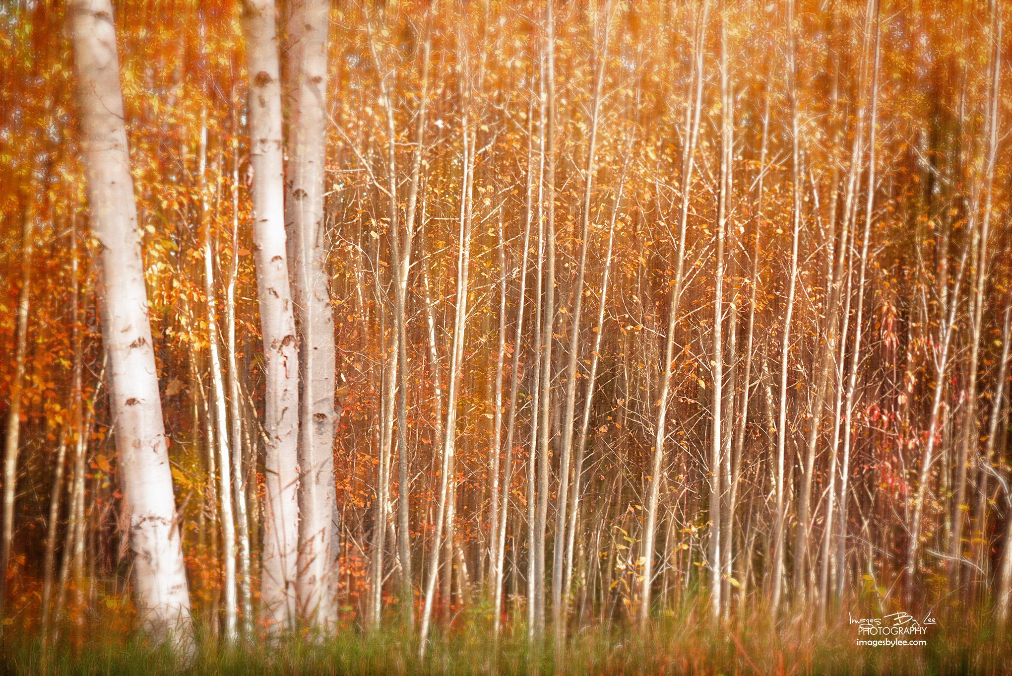Into the Birch Grove FB.jpg