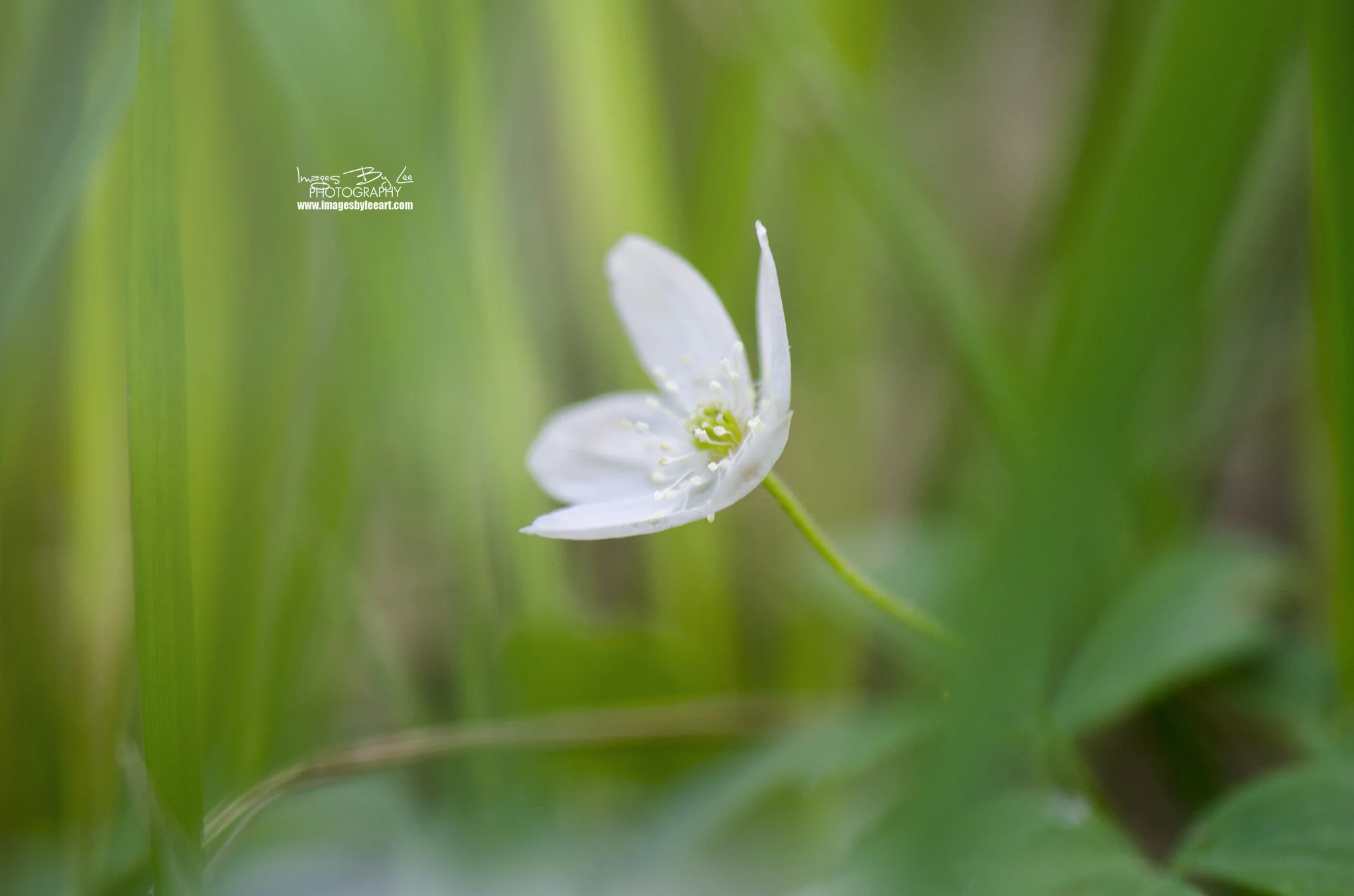Flower33 FB.jpg