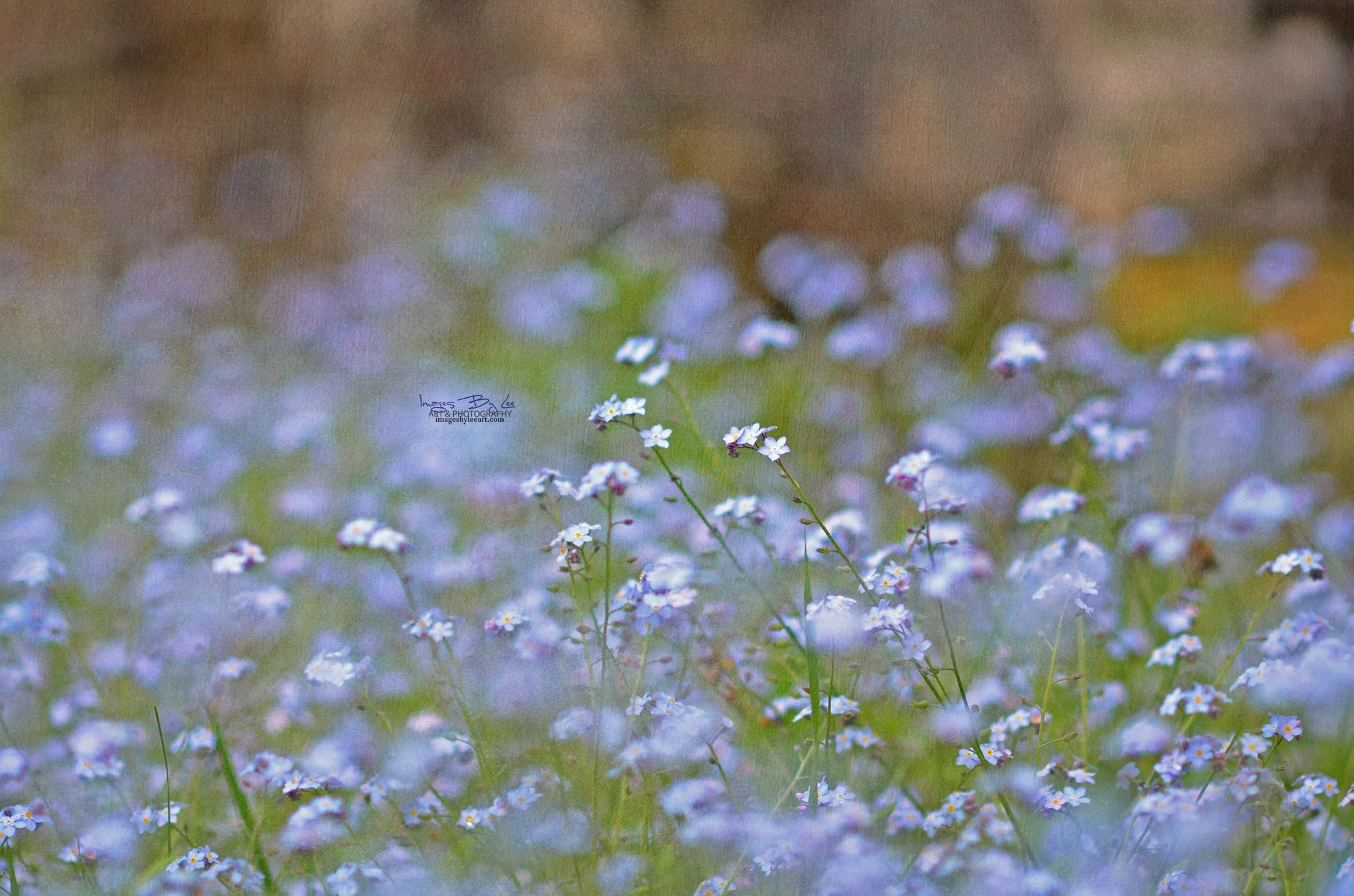 forget me not fb.jpg