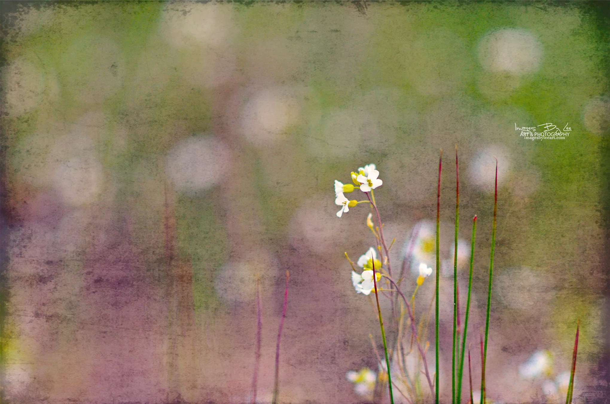 weeds door co fb.jpg