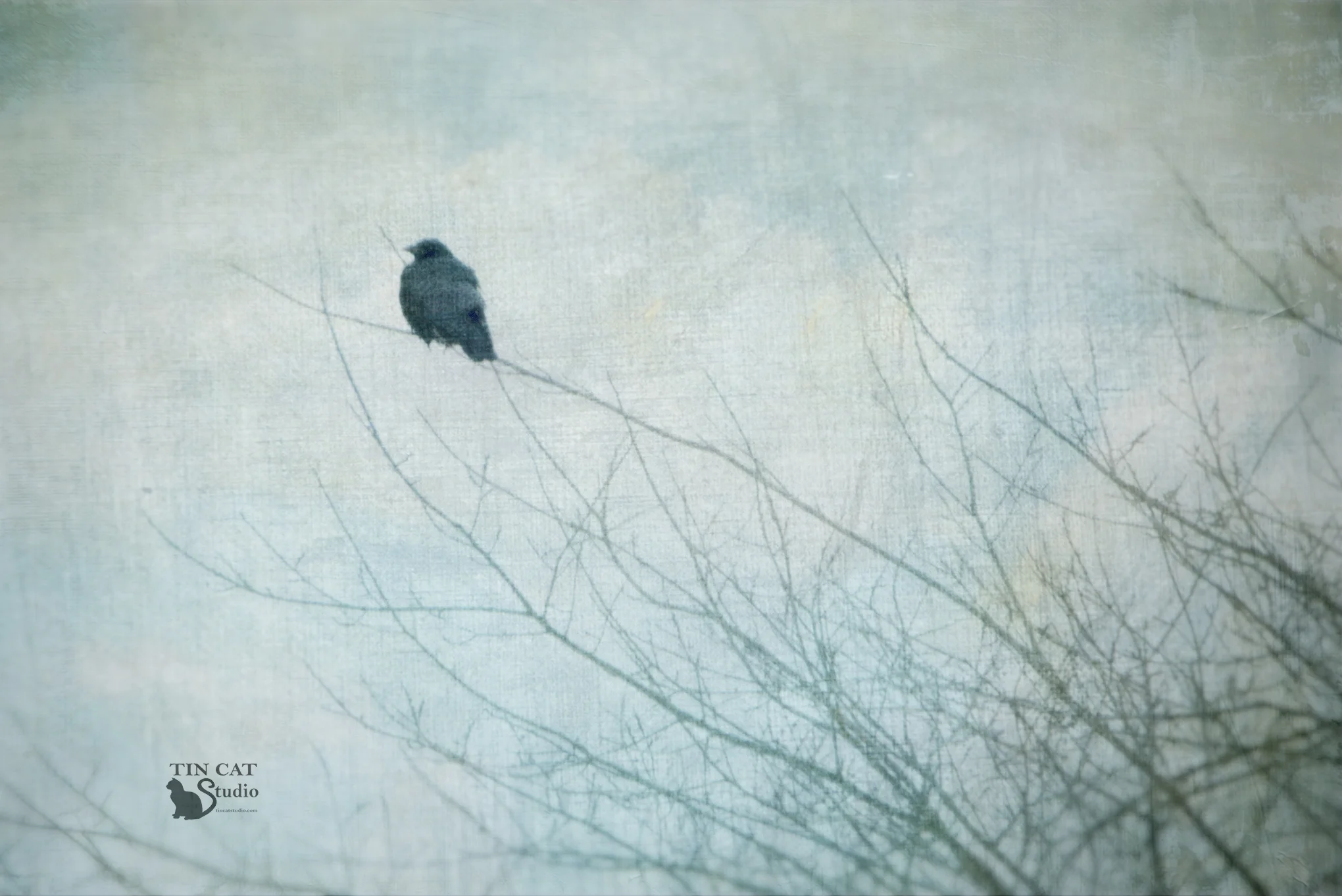 December Crow FB.jpg