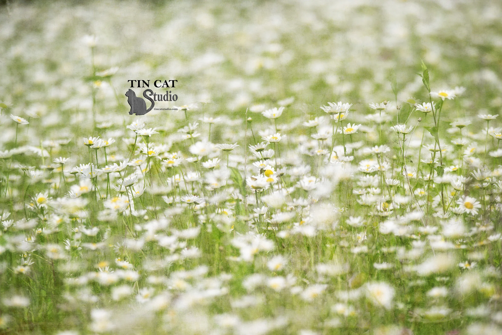 Daisies FB.jpg