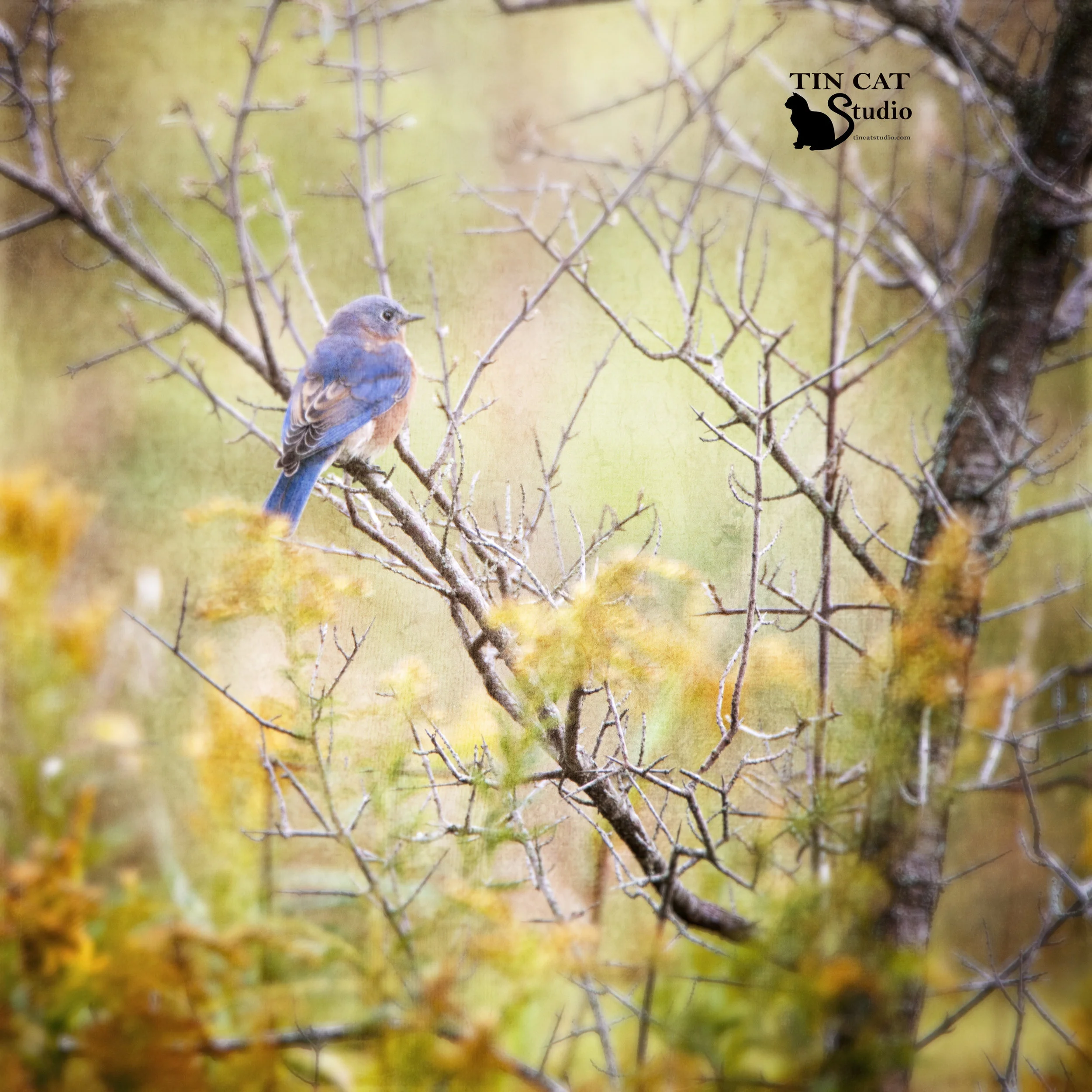 Bluebird 1FB.jpg