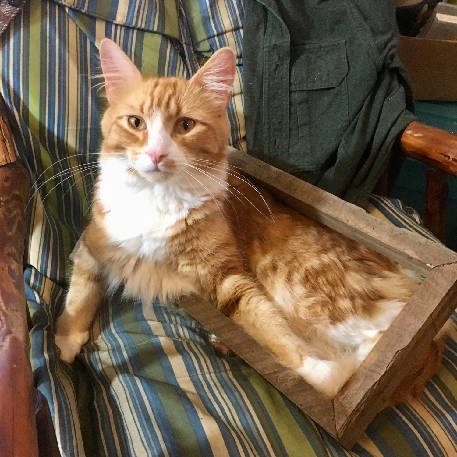 Rocky Posing for New Frame Ideas