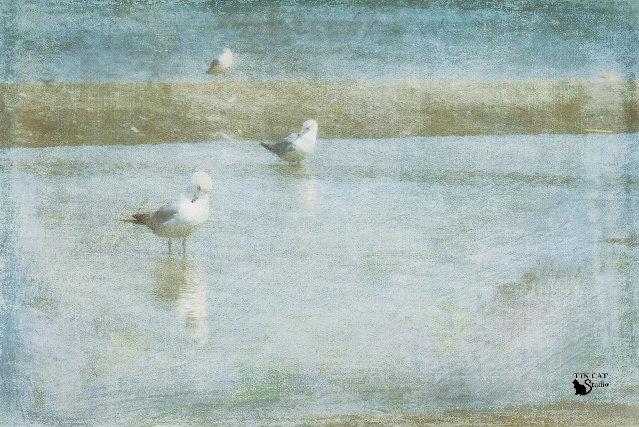 Gulls Warren Dunes Lisa fb.jpg
