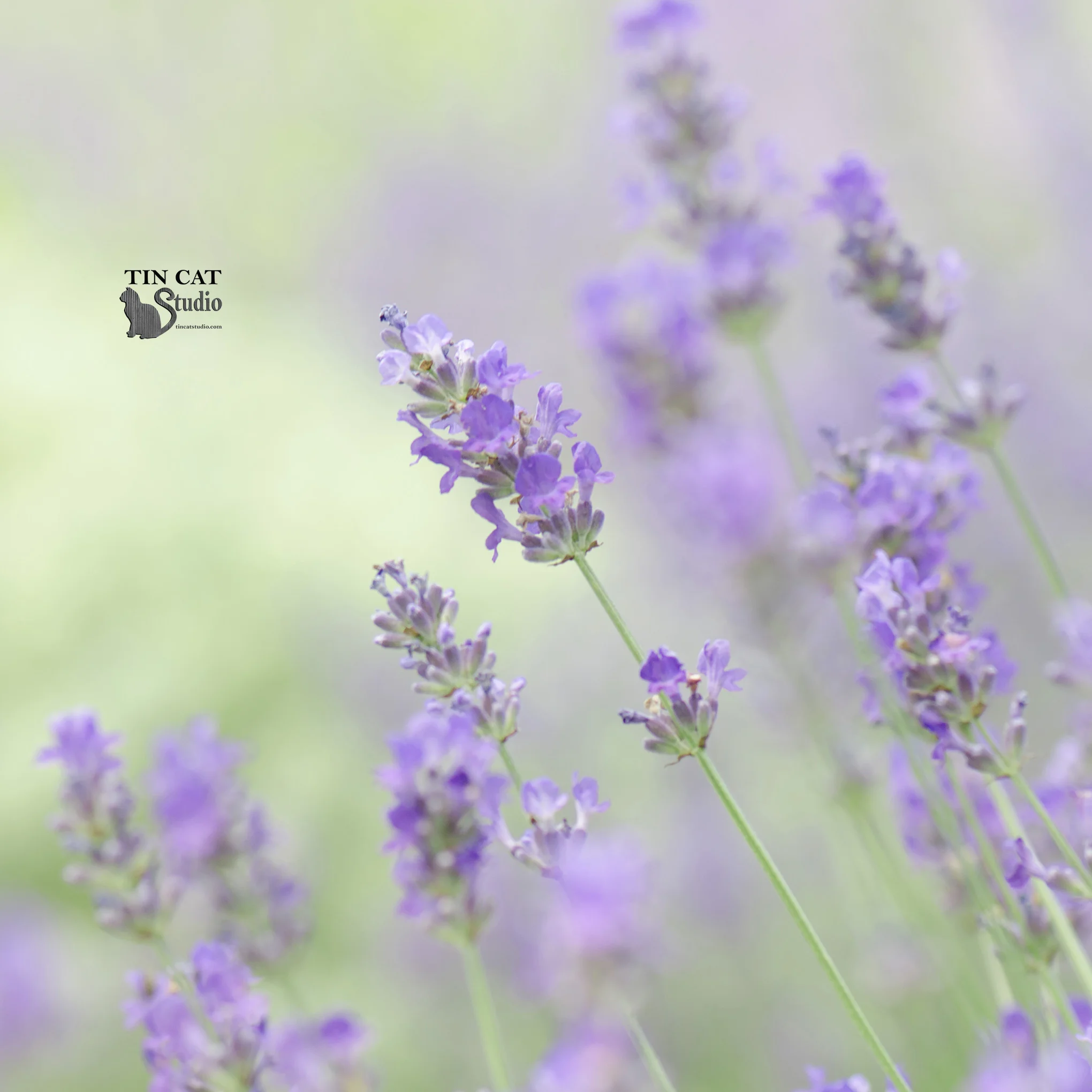 Lavender FB.jpg