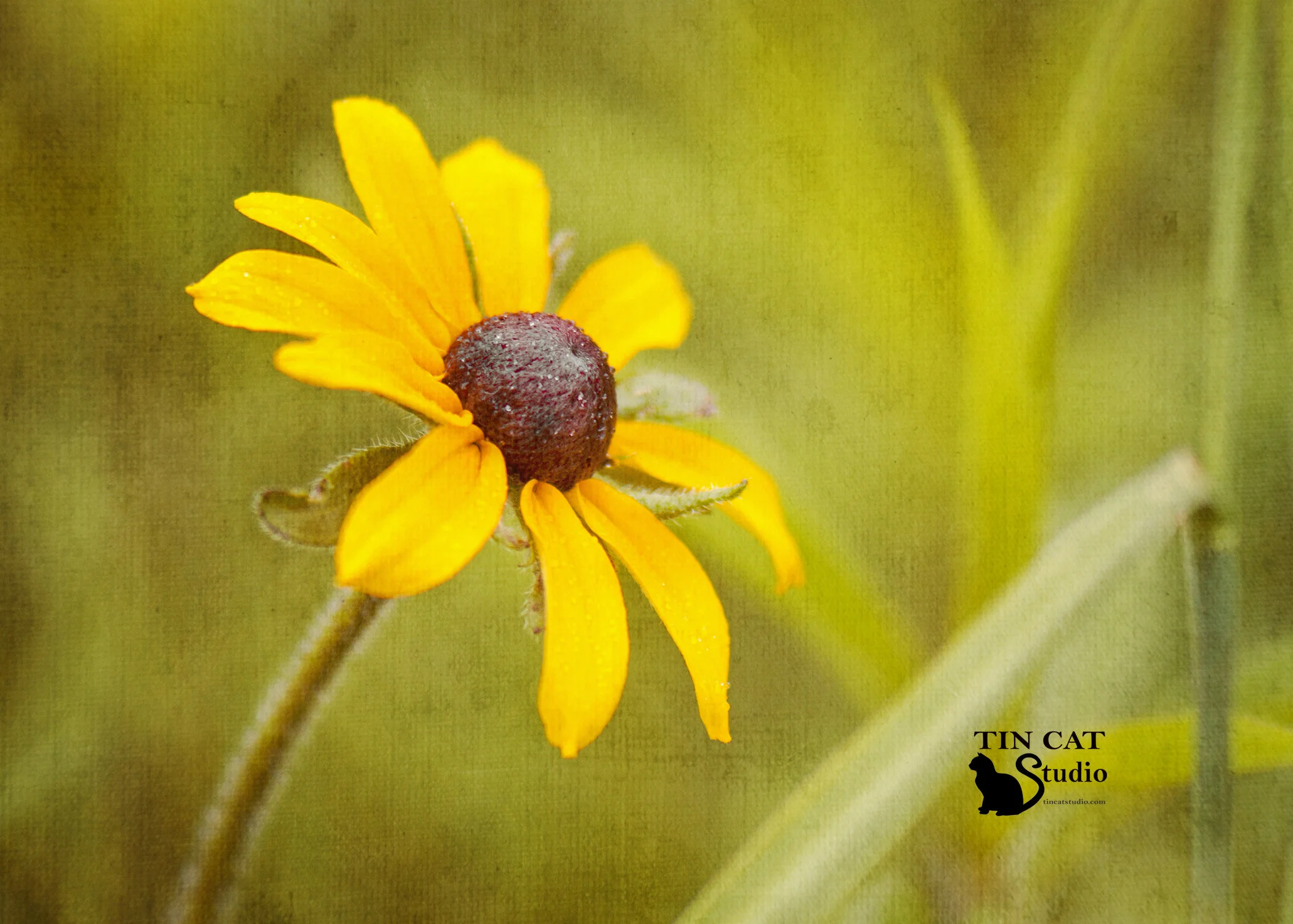 Glimpse of Summer w-texture.jpg