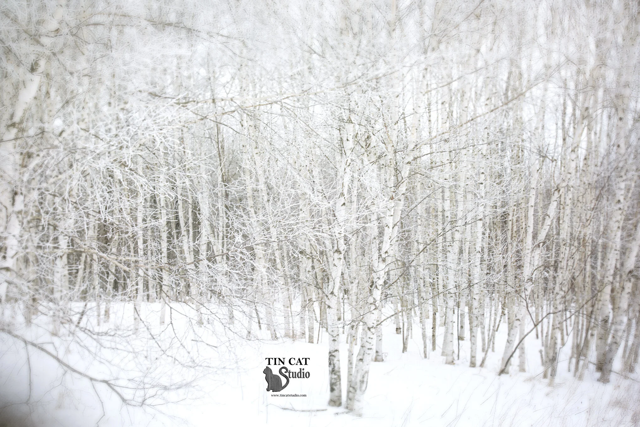 Winter Birch FB.jpg