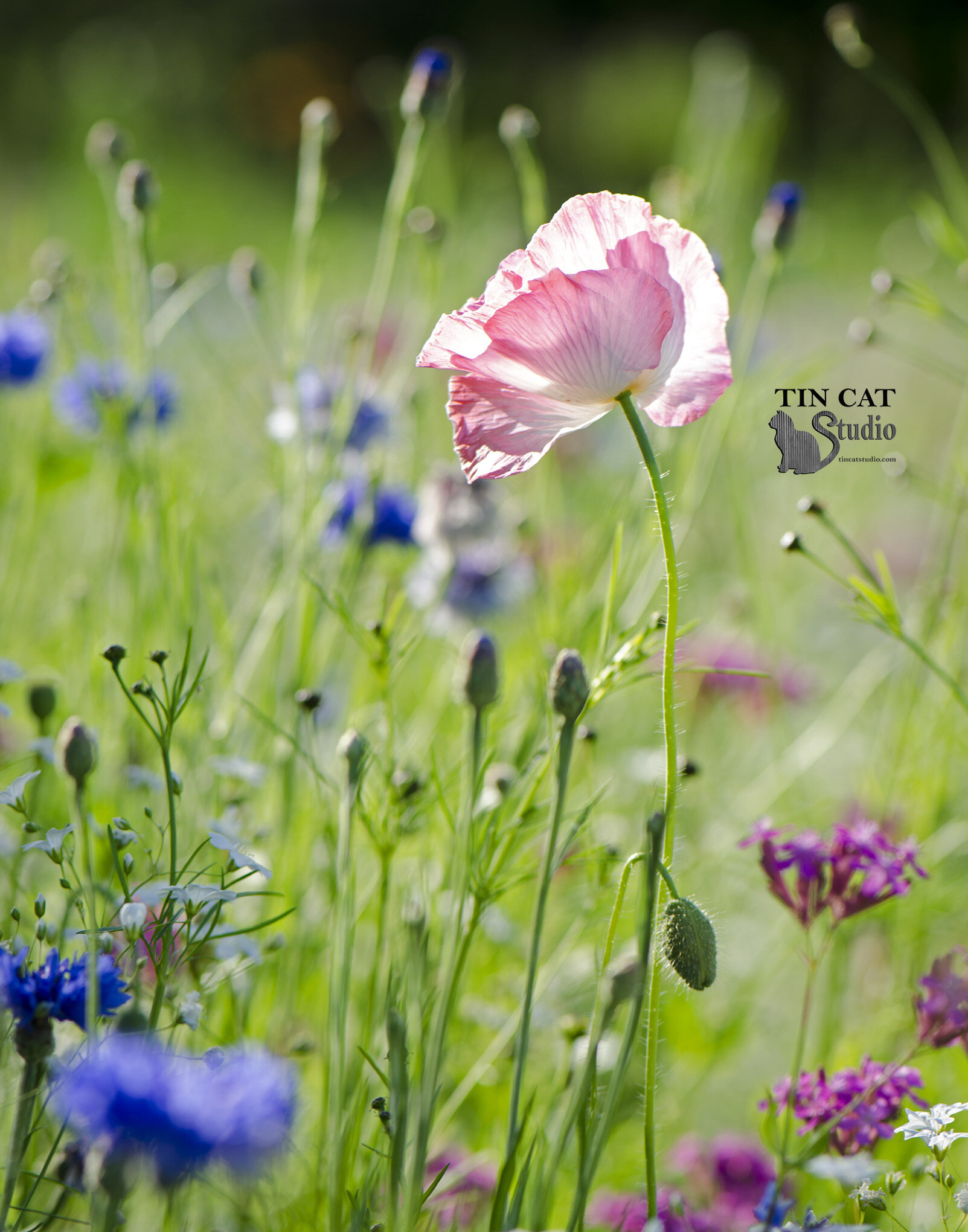 poppies fb.jpg