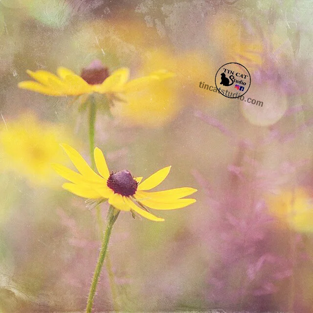 BlackEyedSusan fb.jpg