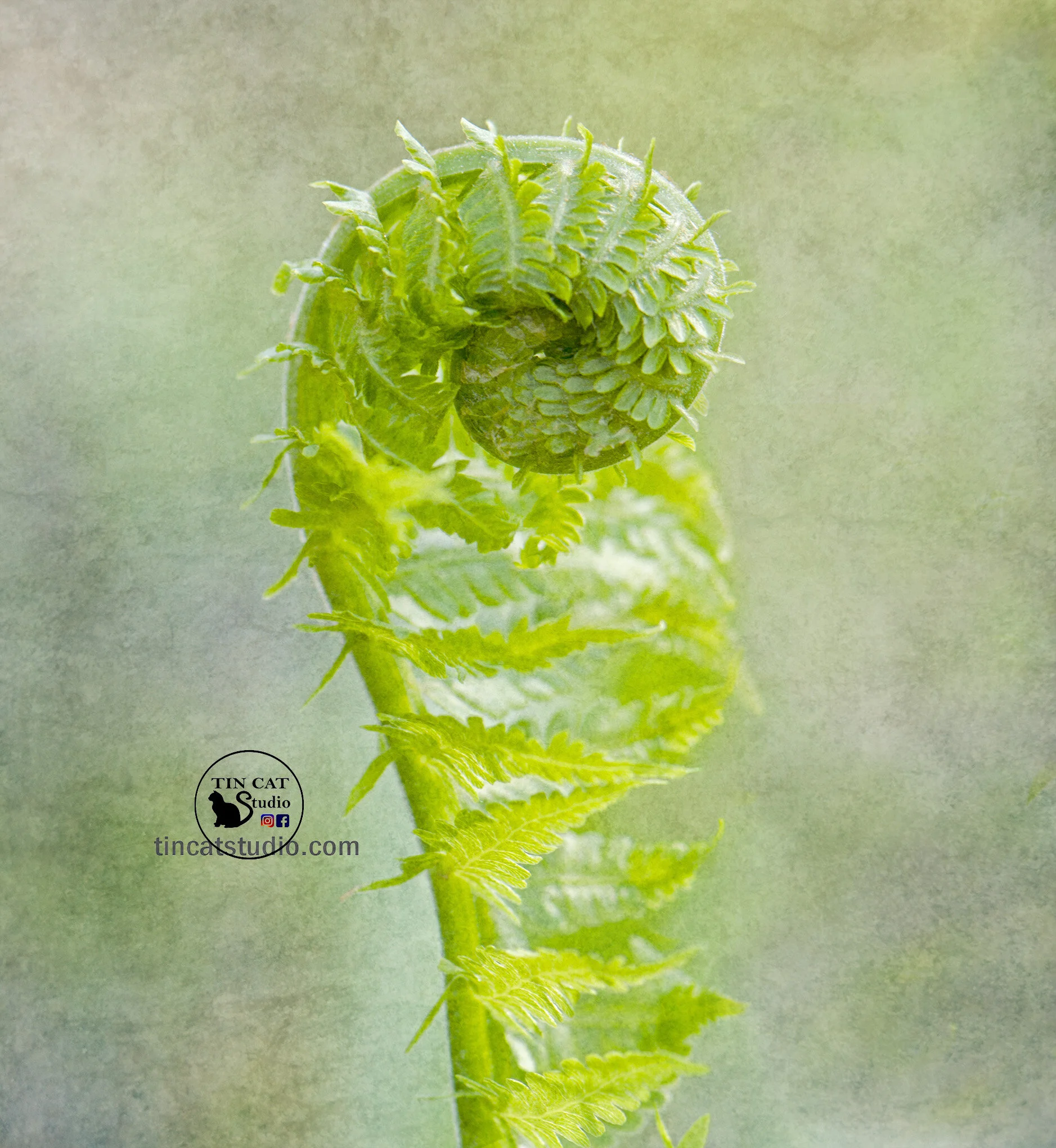Unfurl New 2 fb.jpg