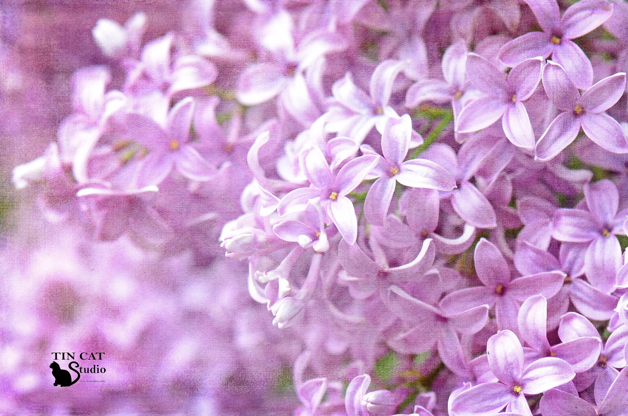 Lilac New Lisa fb.jpg