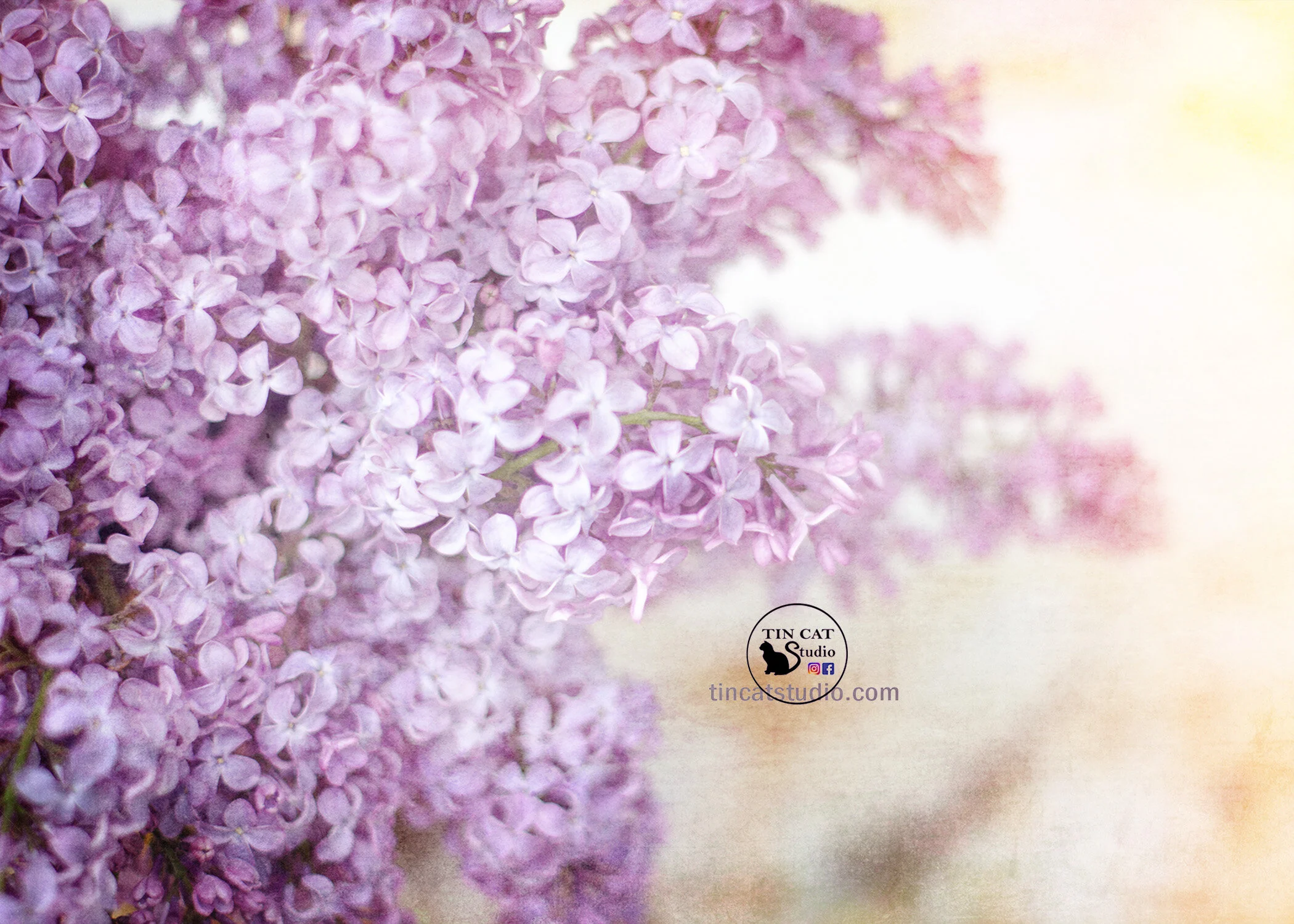Lilac FB.jpg