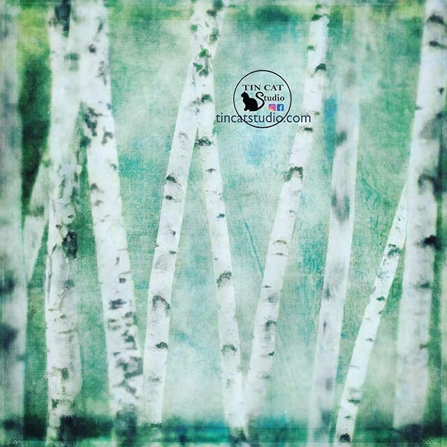 &ldquo;River Birch&rdquo;
#tincatstudio #birchtrees #impressionistphotography 
#abstractphotography #birchtreeart #everything_edited #backroad_visions #soulful_moments #renegade_rural #raw_country #splendid_woodlands #ig_shotz_trees #tree_brilliance 