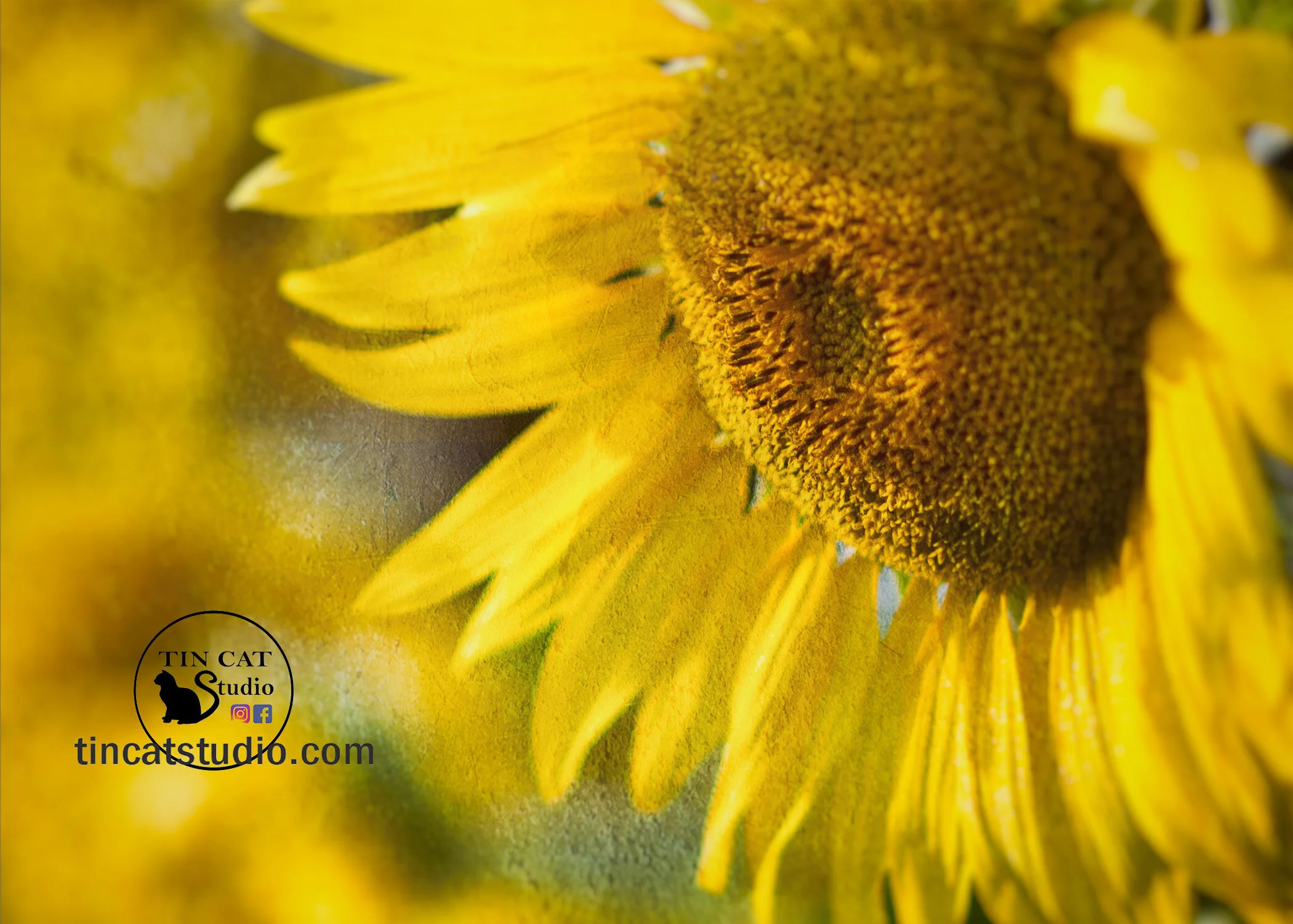 Sunflower Cropped 5x7.jpg