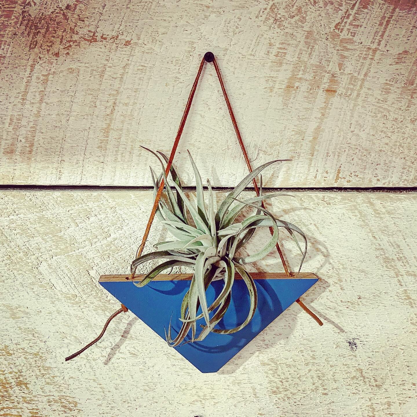 DIY BoHo Airplant Workshop