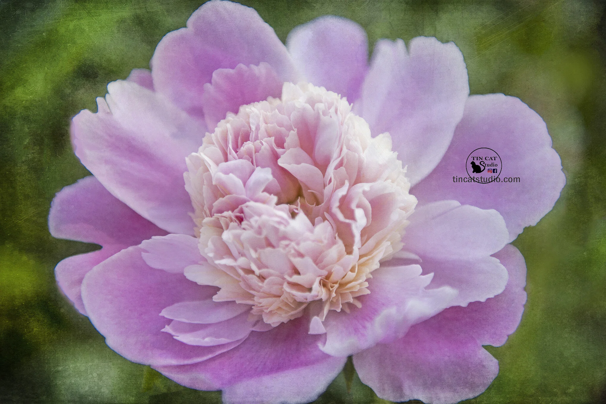Peony.jpg