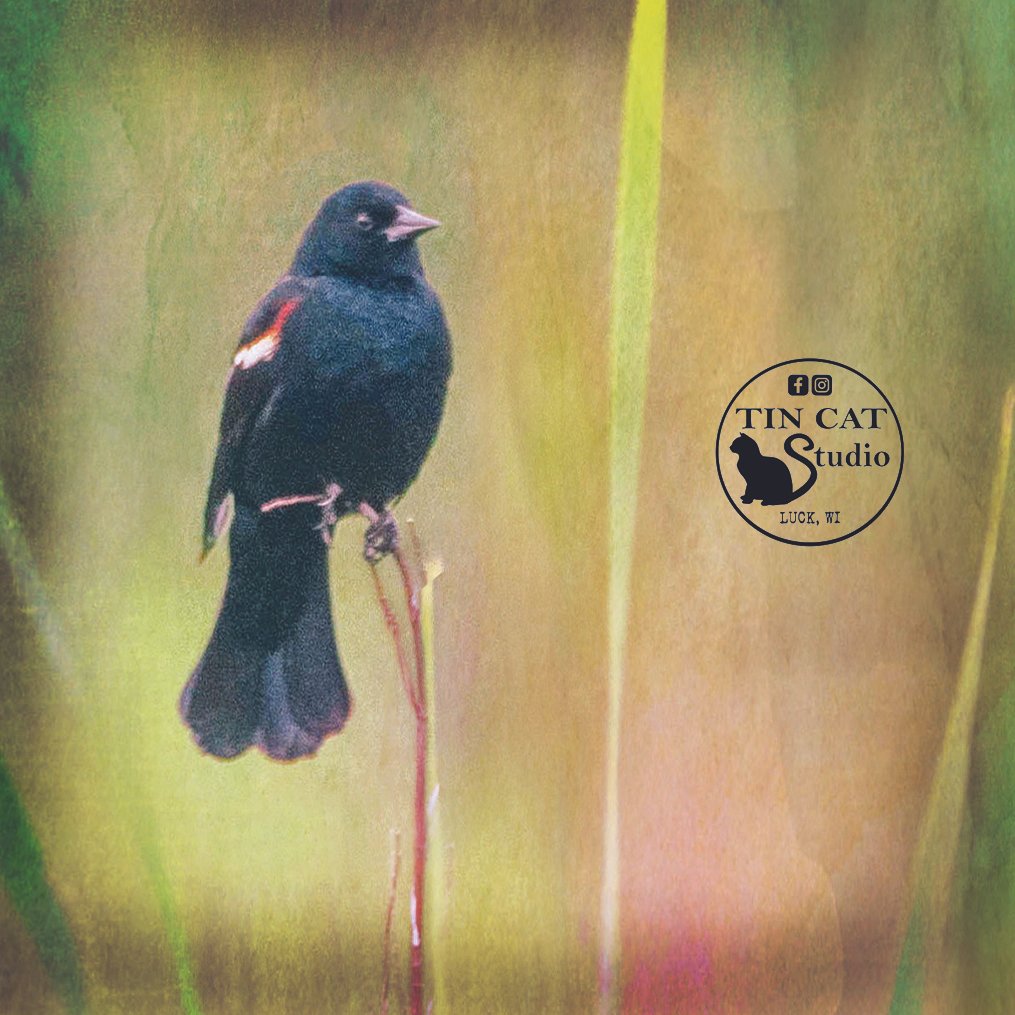 Song of Spring SQ.jpg