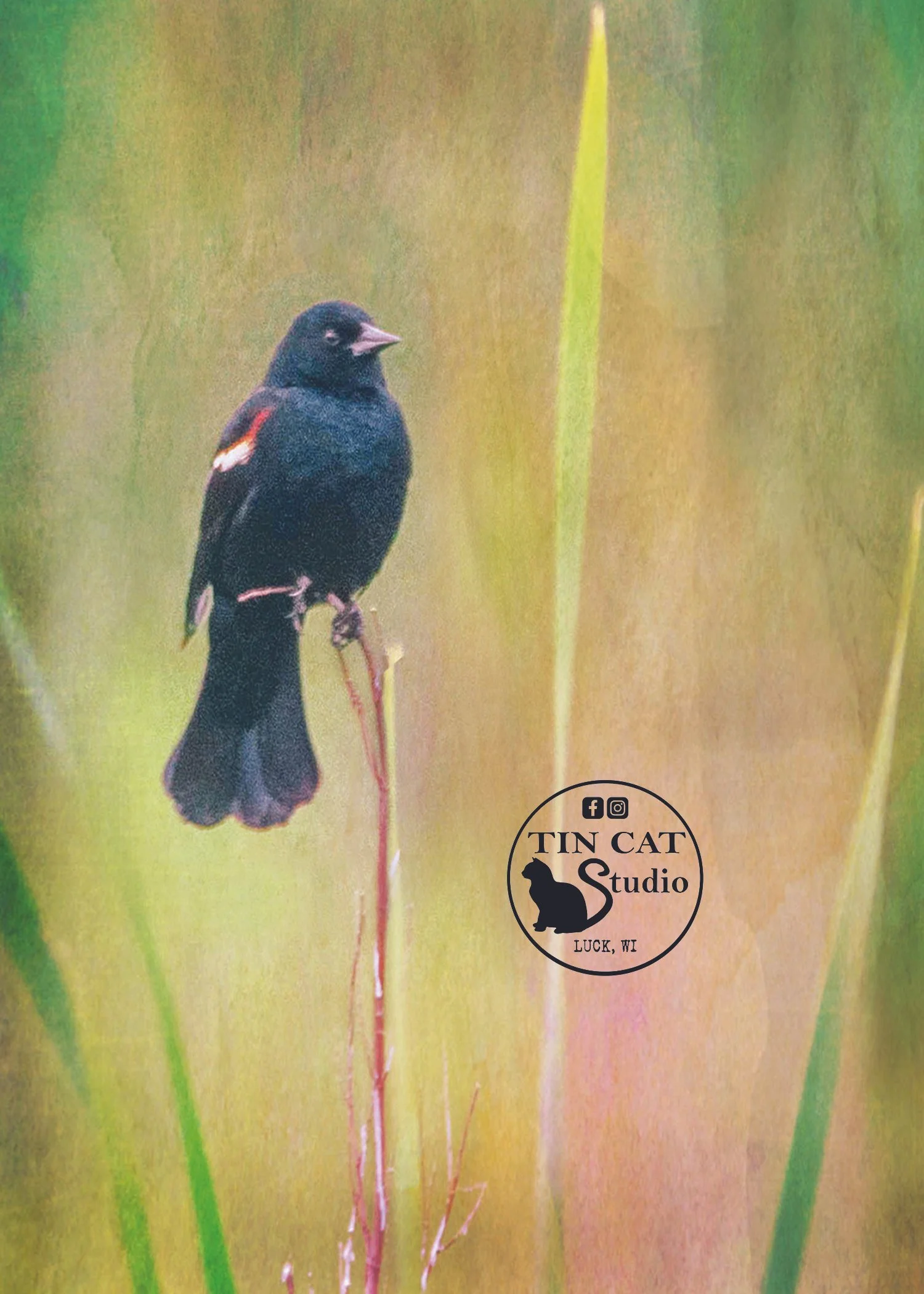 Song of Spring card.jpg